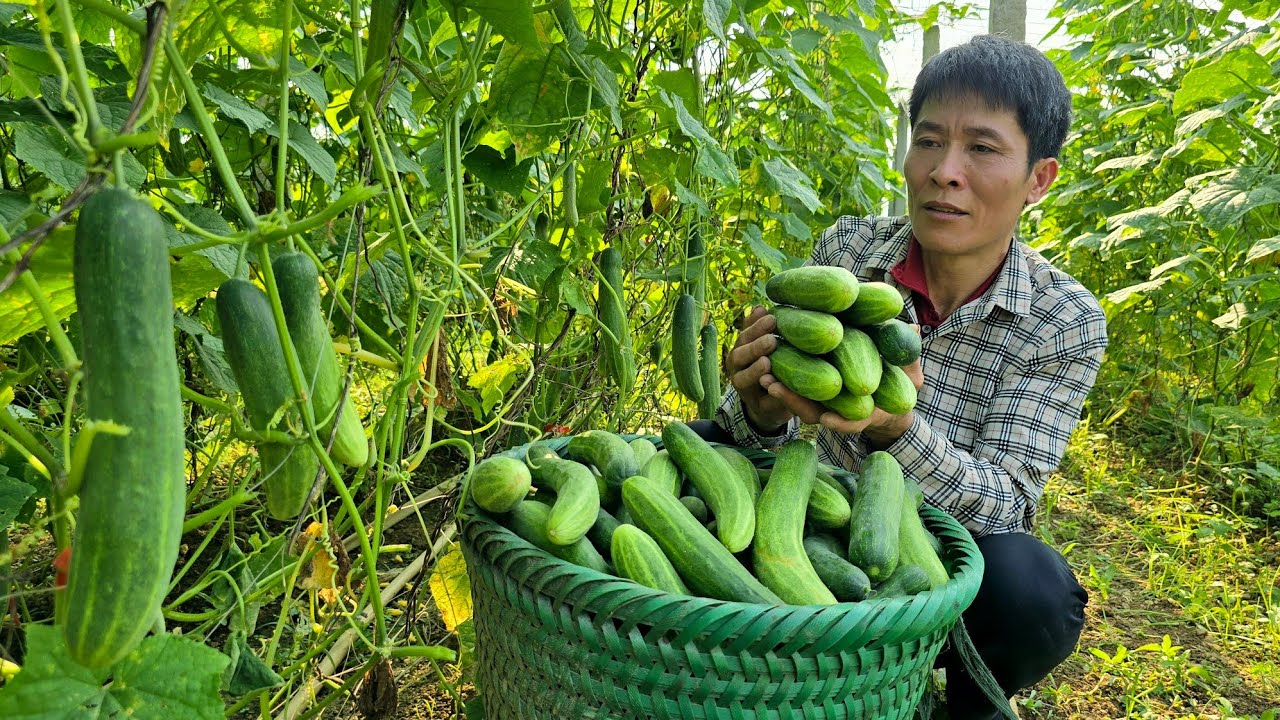 Harvesting Fresh Cucumbers - Farm Life with Pets and Garden Care | Solo Survival