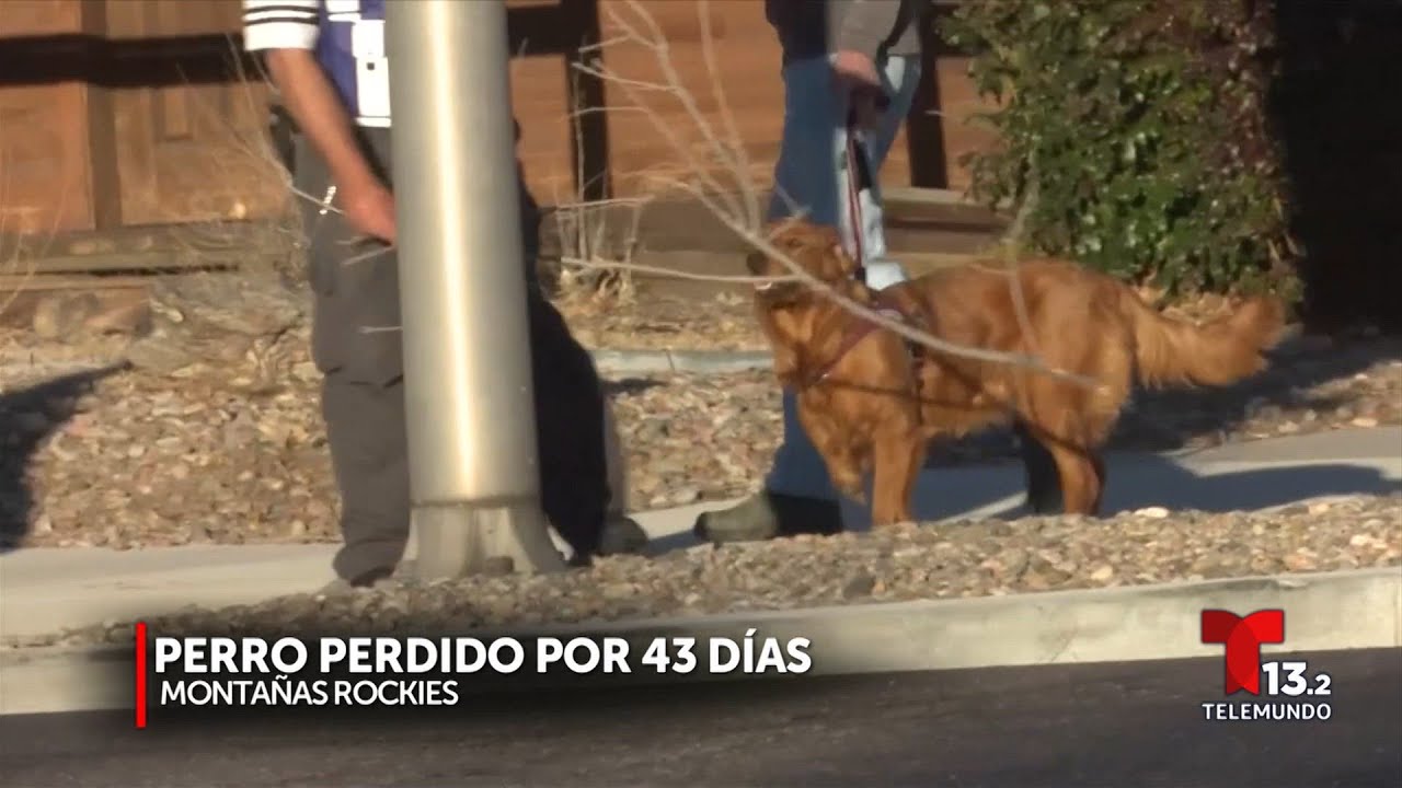 Perro regresa con su amo tras estar 43 días en las montañas
