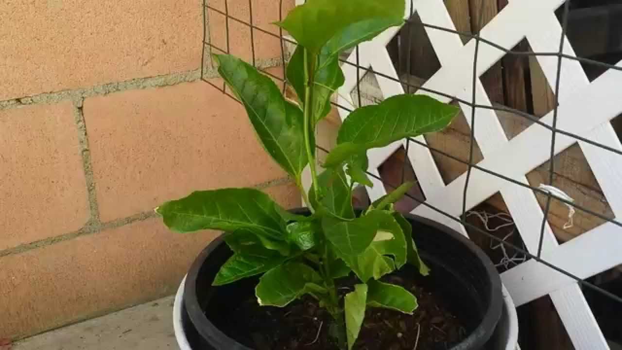 Growing Passion Fruit From Seeds