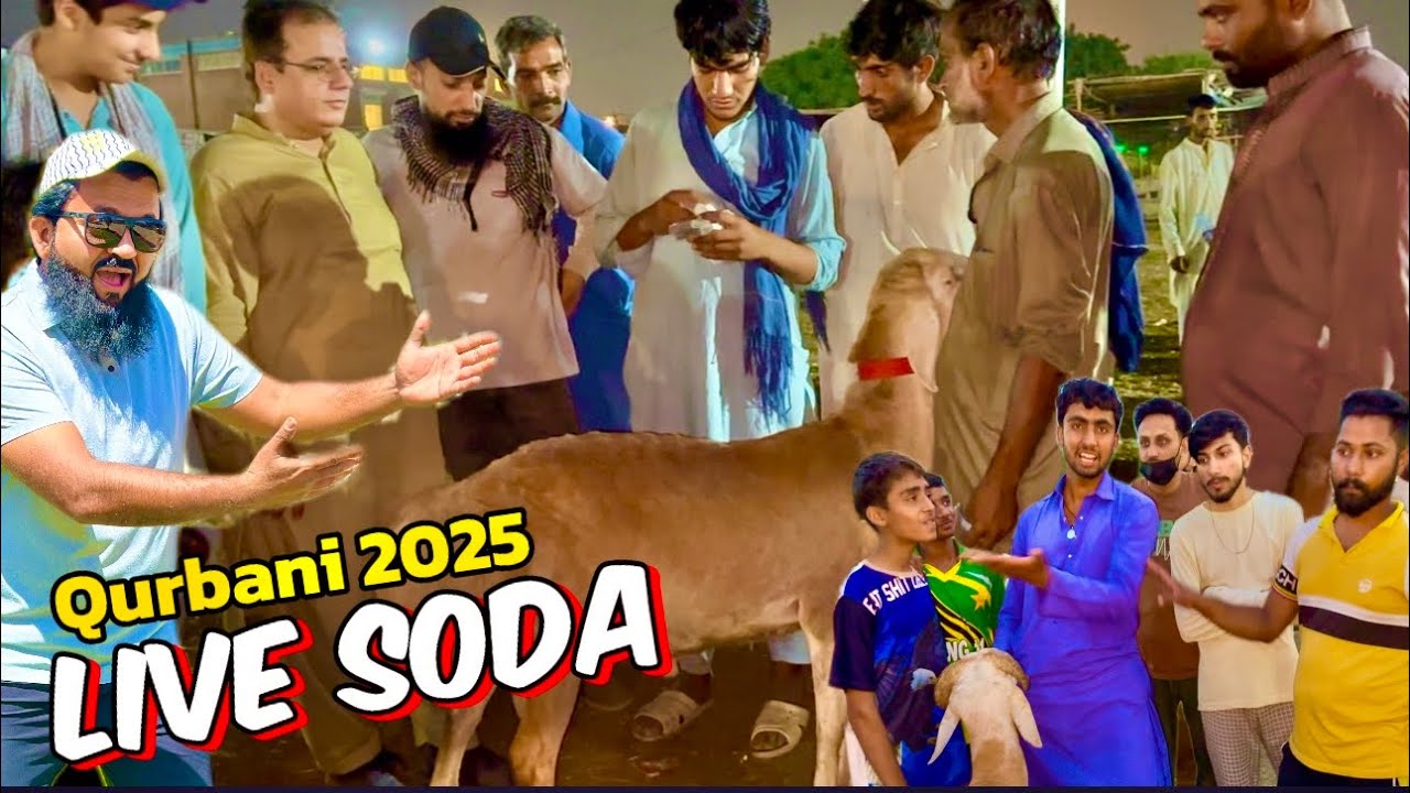 Live Soda chaki dombon ka | qurbani 2025 | Kya Banega Eid par | Lahore Bakra Mandi shapur kanjra