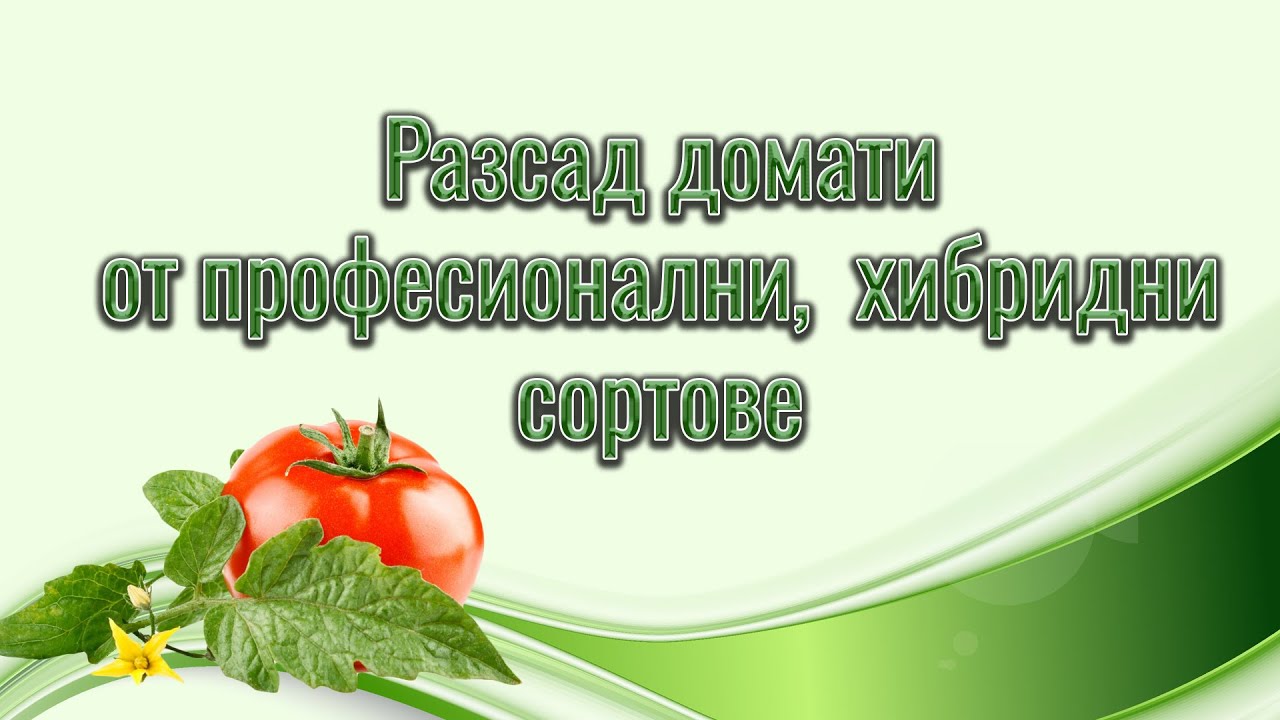 Отглеждане на хубридни сортове домати-част 1-Създавне на разсад