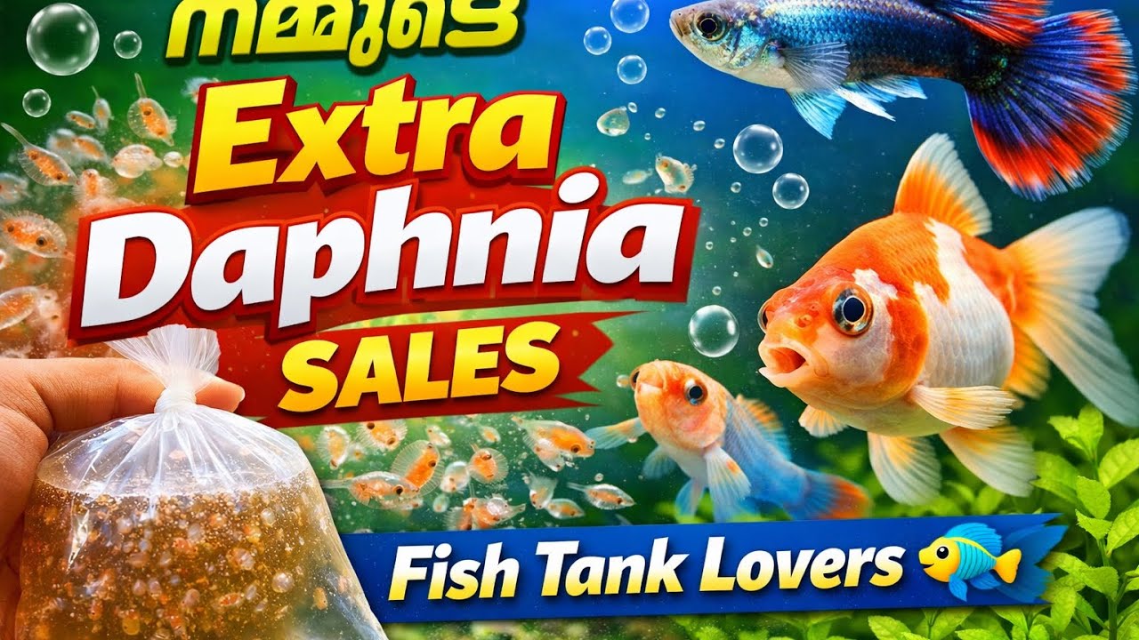 നമ്മുടെ Extra Daphnia Sales 🐟 | Fish Tank Lovers 