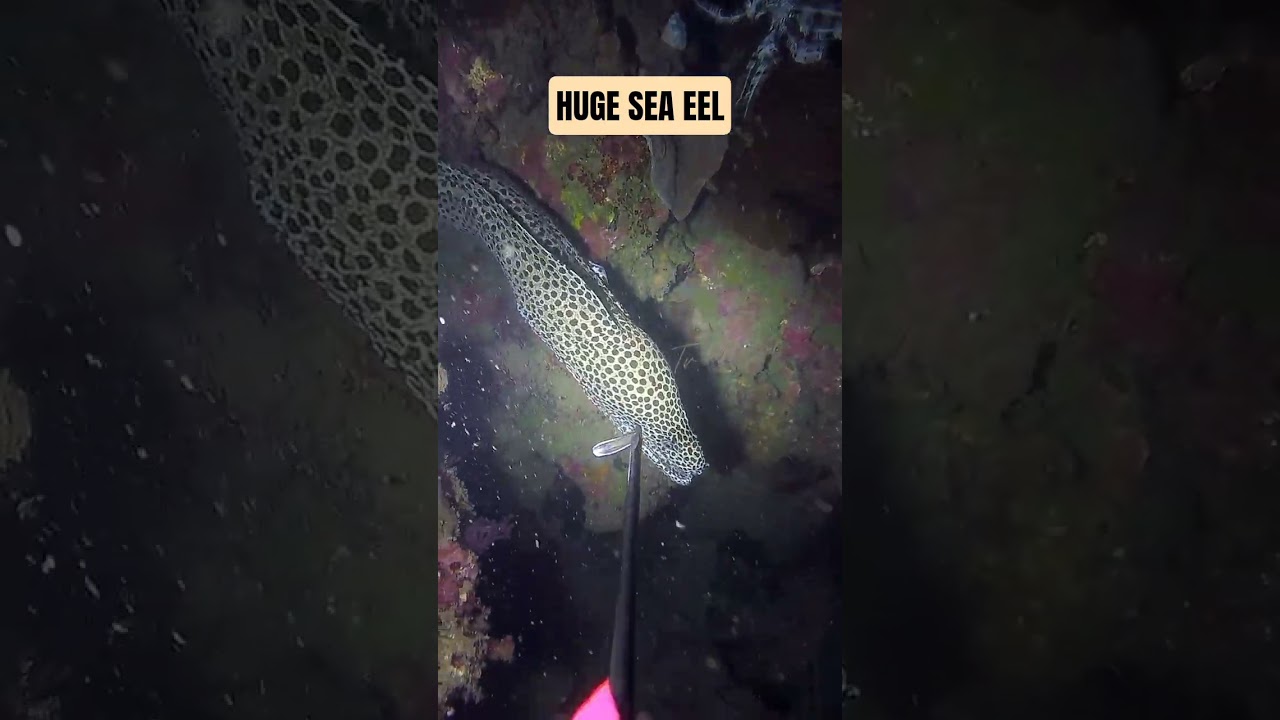HUGE SEA EEL | SEAFOOD HUNTING #fishing #seafood #fish #kapanatv #shorts #viral