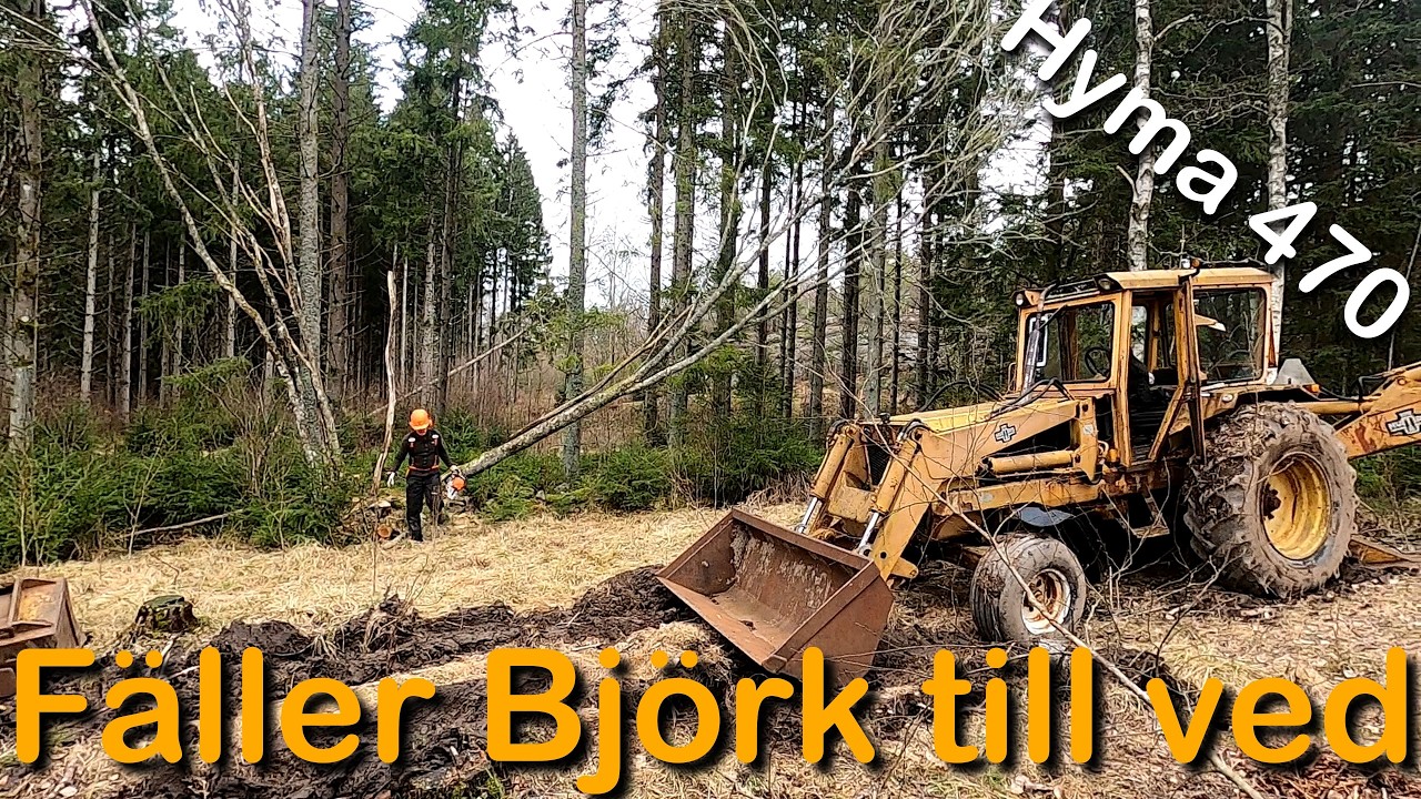 Fäller Björk och rensar sly (Fixa mer Björkved)