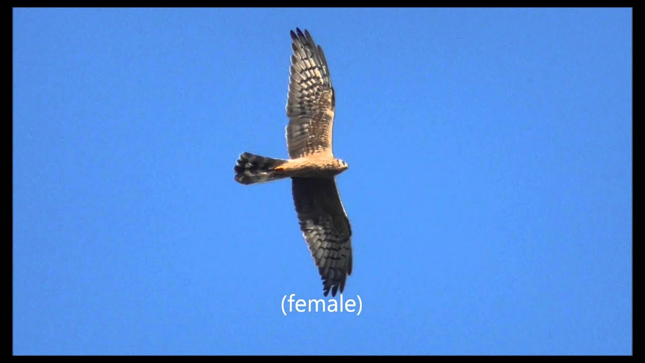 Birding at Batumi, Georgia - Sept 15