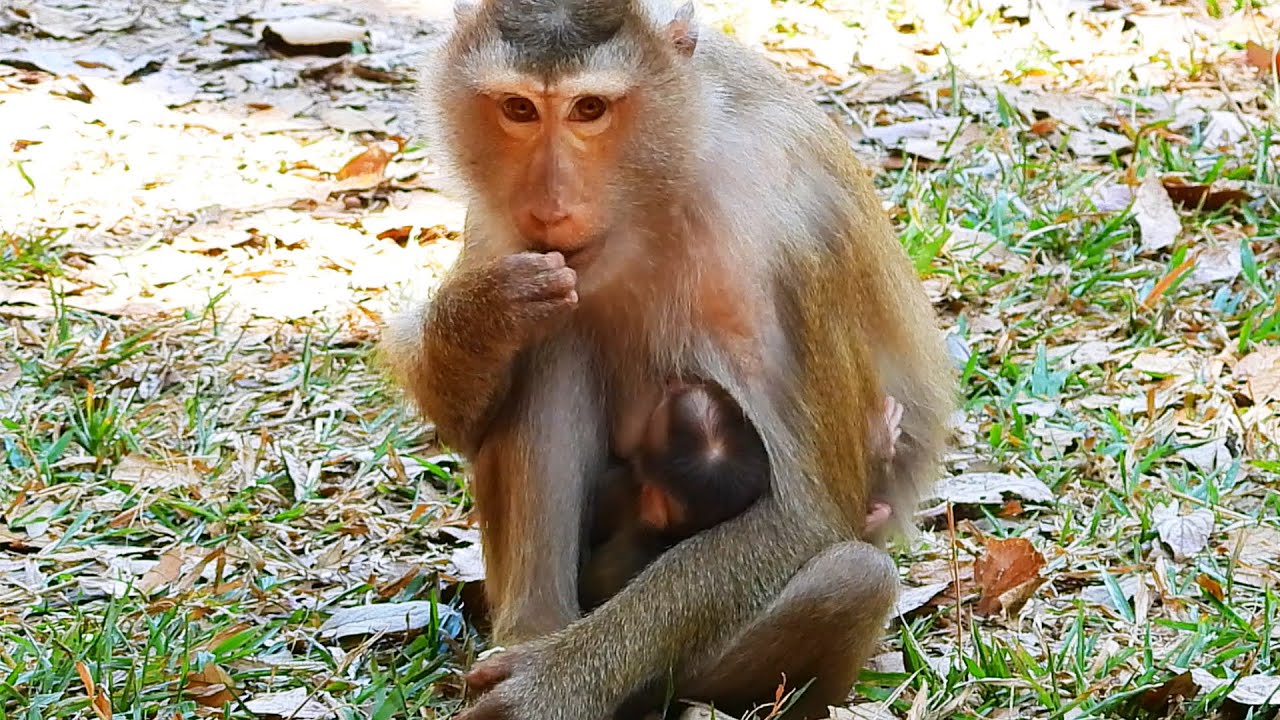 Luna carefully takes Lynx outside to play