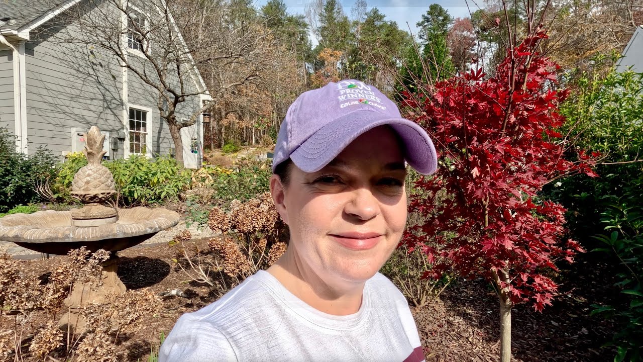 Adding Color & Structure to the Garden with Rose of Sharons