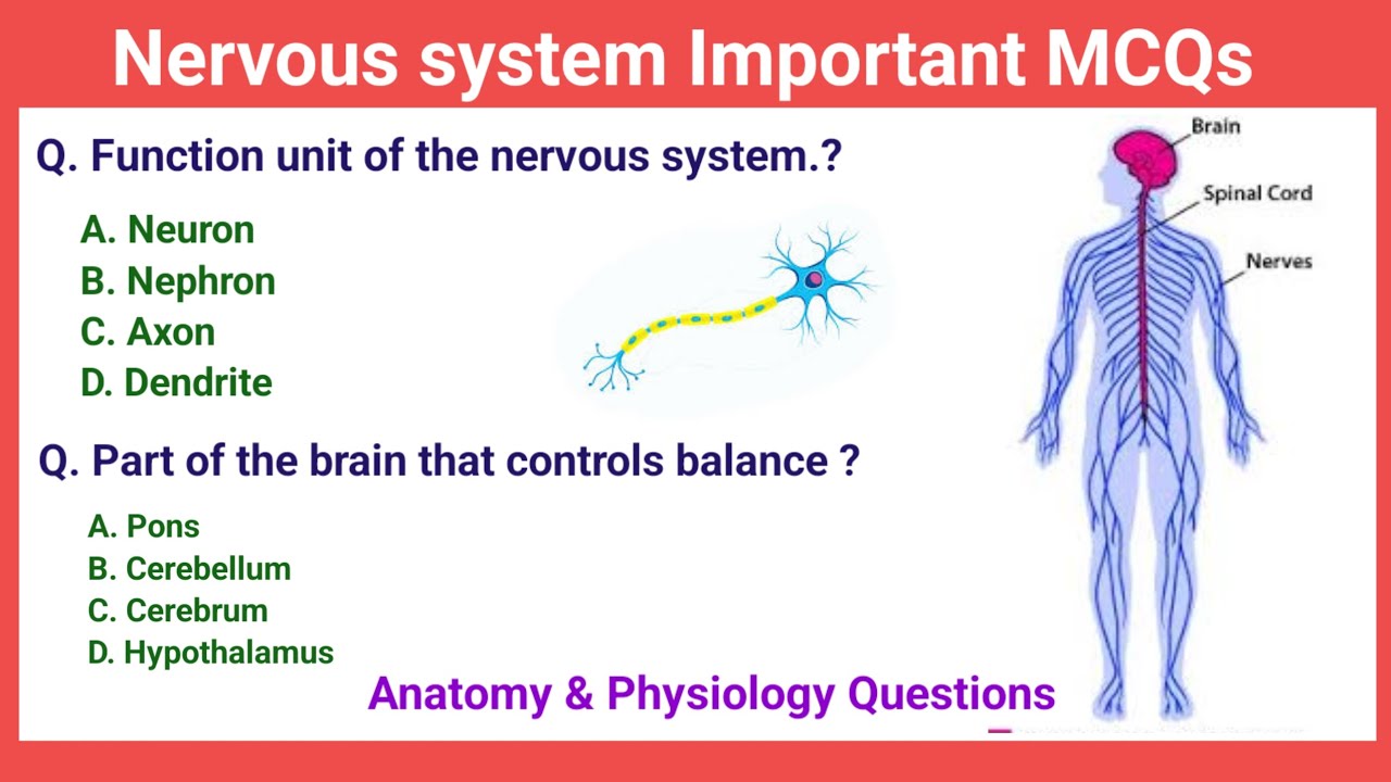 Nervous system Important Questions & Answers # Nervous system Mcqs #nervoussystem