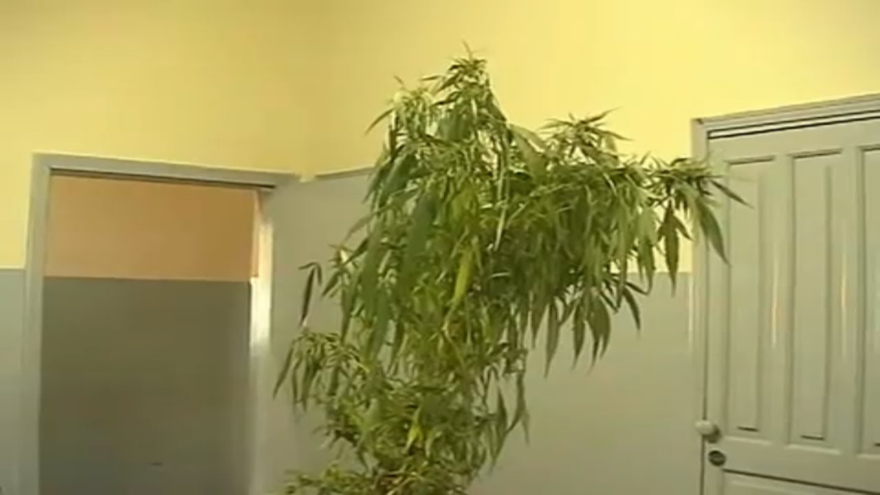 Pol&iacute;cia encontra p&eacute; de maconha no Parque dos Munic&iacute;pios
