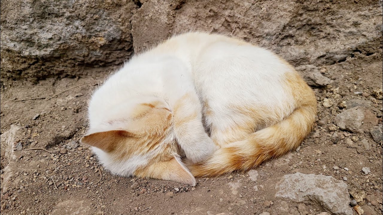 cutest sleeping CAT video 😻🐈 CAT LIFE