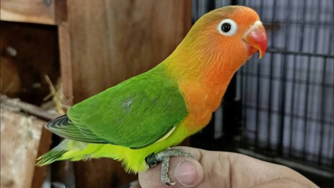 Fischer Lovebird Talking & Singing - Green Fischer Lovebird Sounds