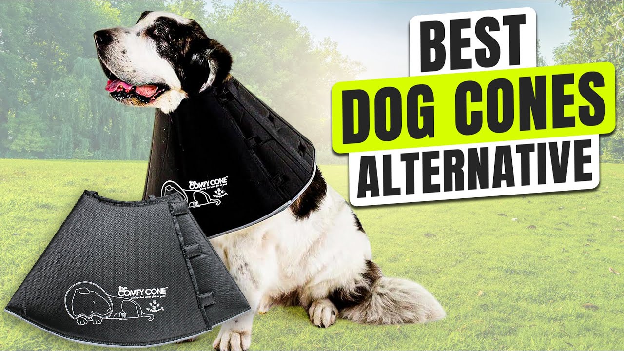 3 BEST Dog Cone Alternatives