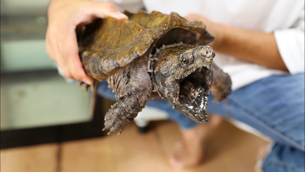 遂にワニガメの飼育を始めました