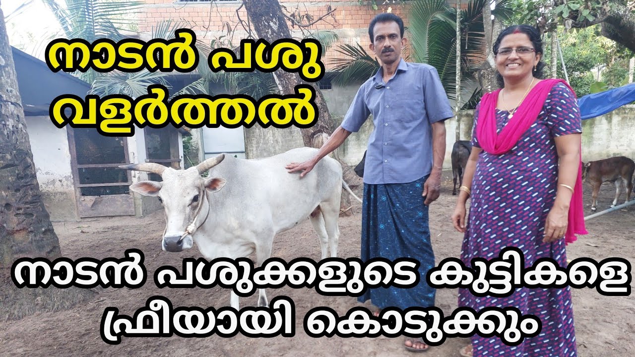 നാടൻ പശുക്കളുടെ കുട്ടികളെ സംരക്ഷിക്കും എന്നു ഉറപ്പുണ്ടങ്കിൽ ഫ്രീയായി കൊടുക്കും