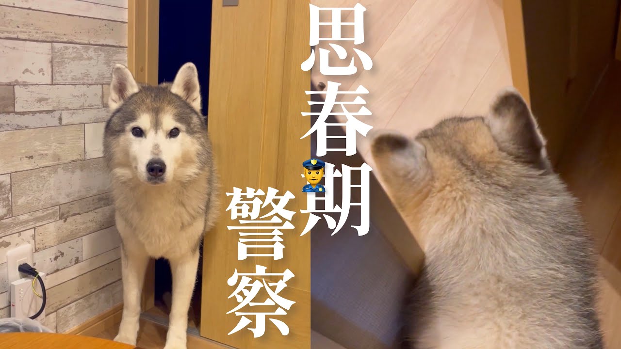 何歳になってもドアを閉め切る姉弟達が許せないシベリアンハスキー