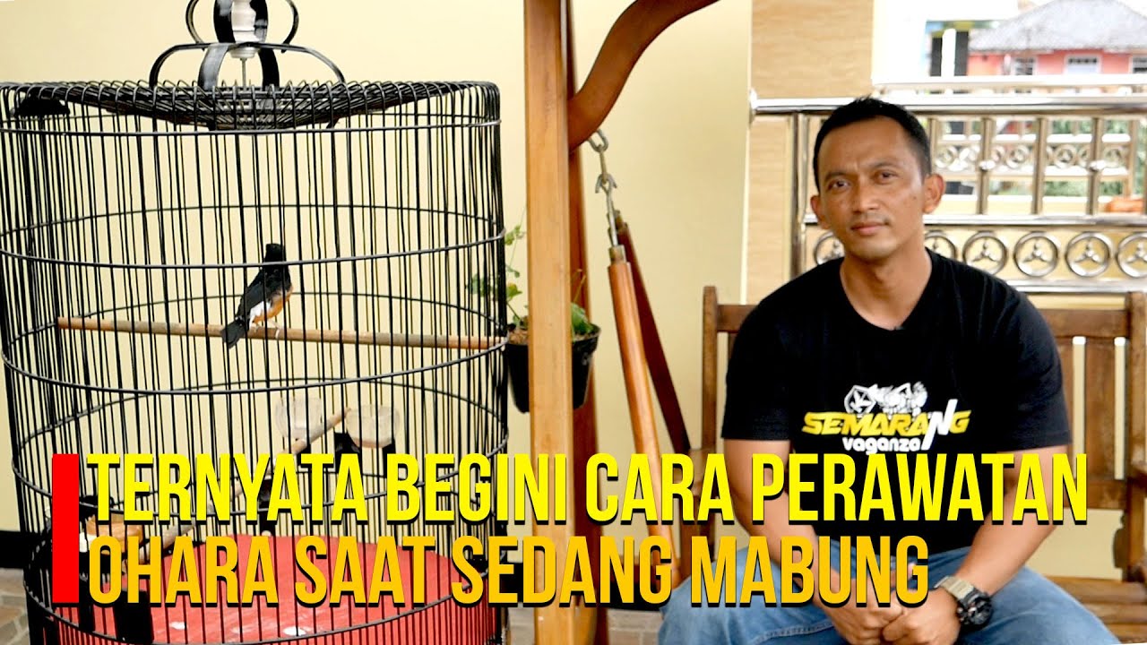 Ternyata Begini Cara Merawat Ohara Saat Sedang Mabung.