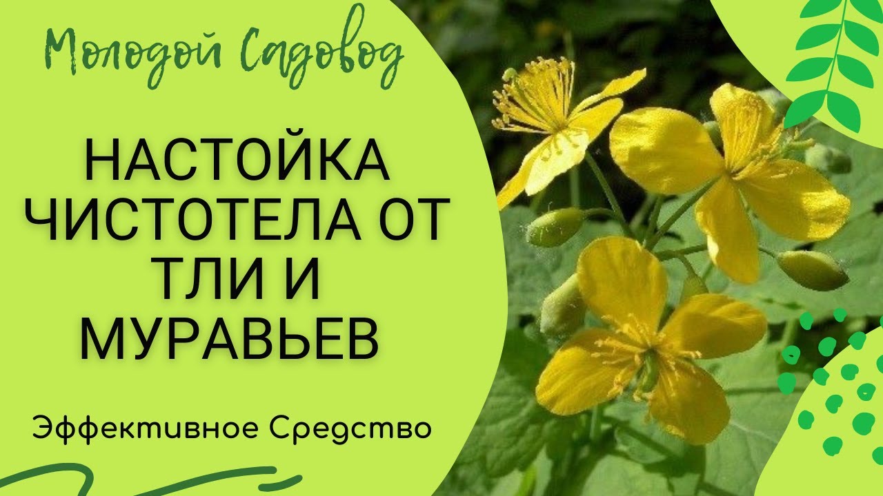 Как избавится от ТЛИ, МУРАВЕВ, ТРИПСЫ без химии | Чистотел против тли | Чистотел уничтожает тлю.
