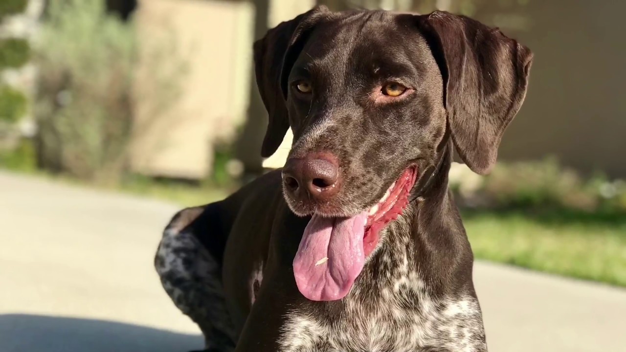 One Crazy Pup S1E1