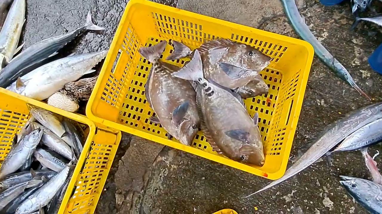 這震撼感太狂！直擊太平洋「銀色海嘯」倒滿地，大花煙現身，看高手如何獵捕現流仔！ 粉鳥林漁港 定置漁場 fish 3