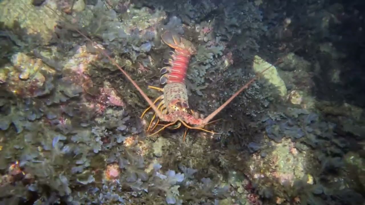 2026 02 27 Ivan Catalina Night Seal