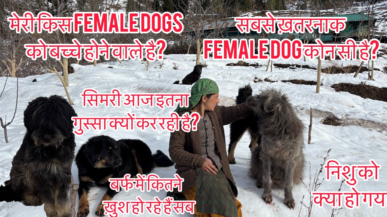 bhotiya gaddi female dogs kase hoti hai