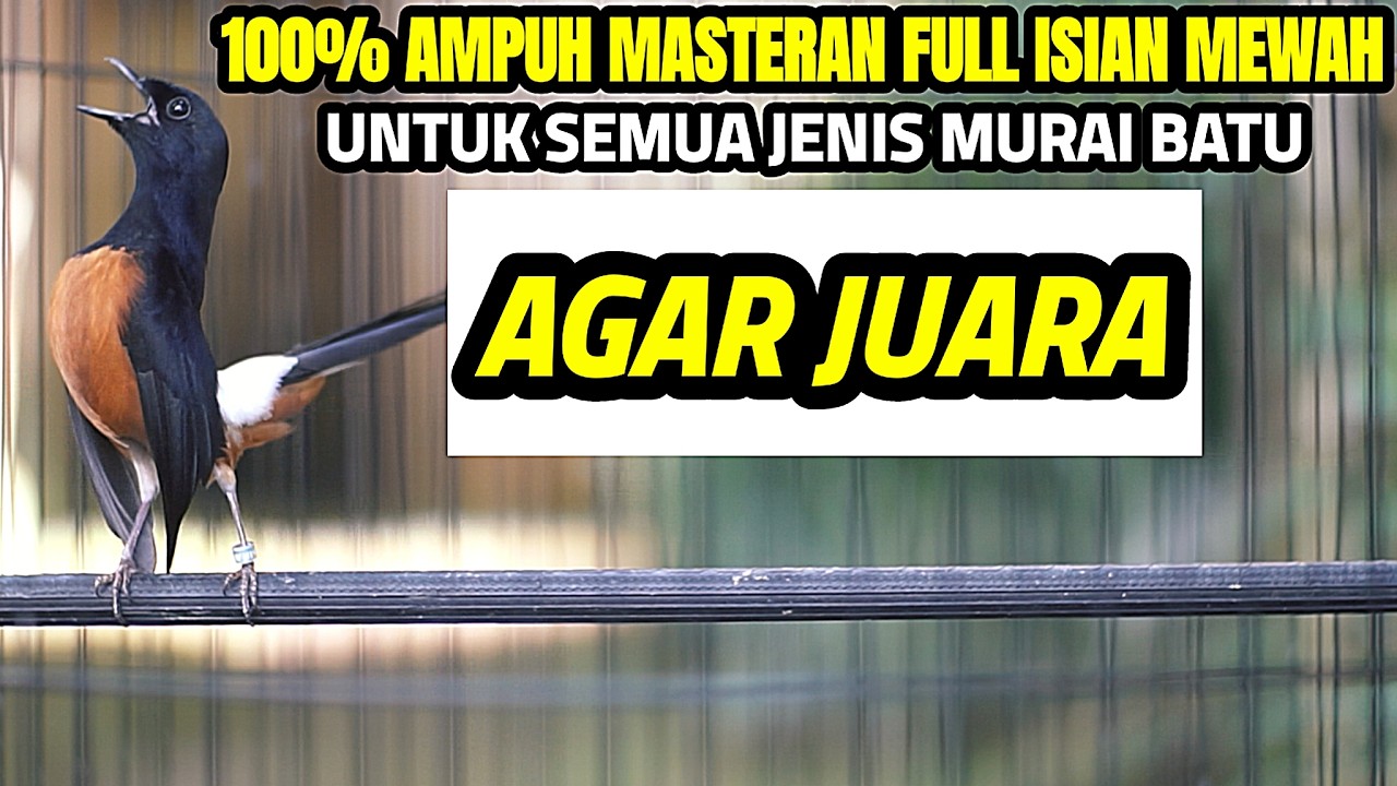 KOMBINASI MASTERAN MURAI BATU JUARA 2026