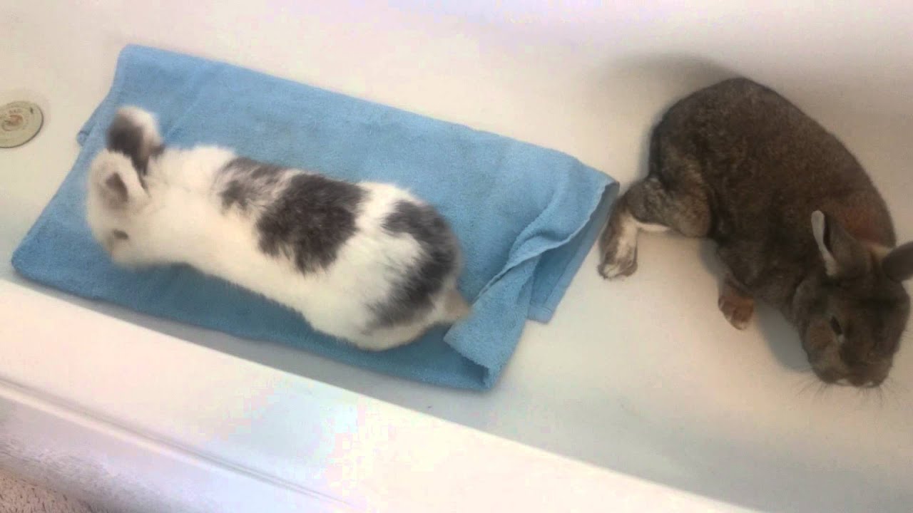 Bonding Multiple Rabbits | Step By Step