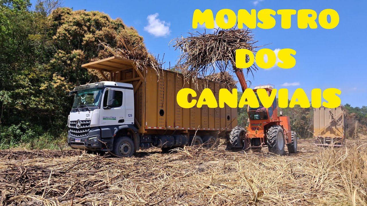 OLHA COMO É O TRANSPORTE DE CANA NAS USINAS DE ALAGOAS !!