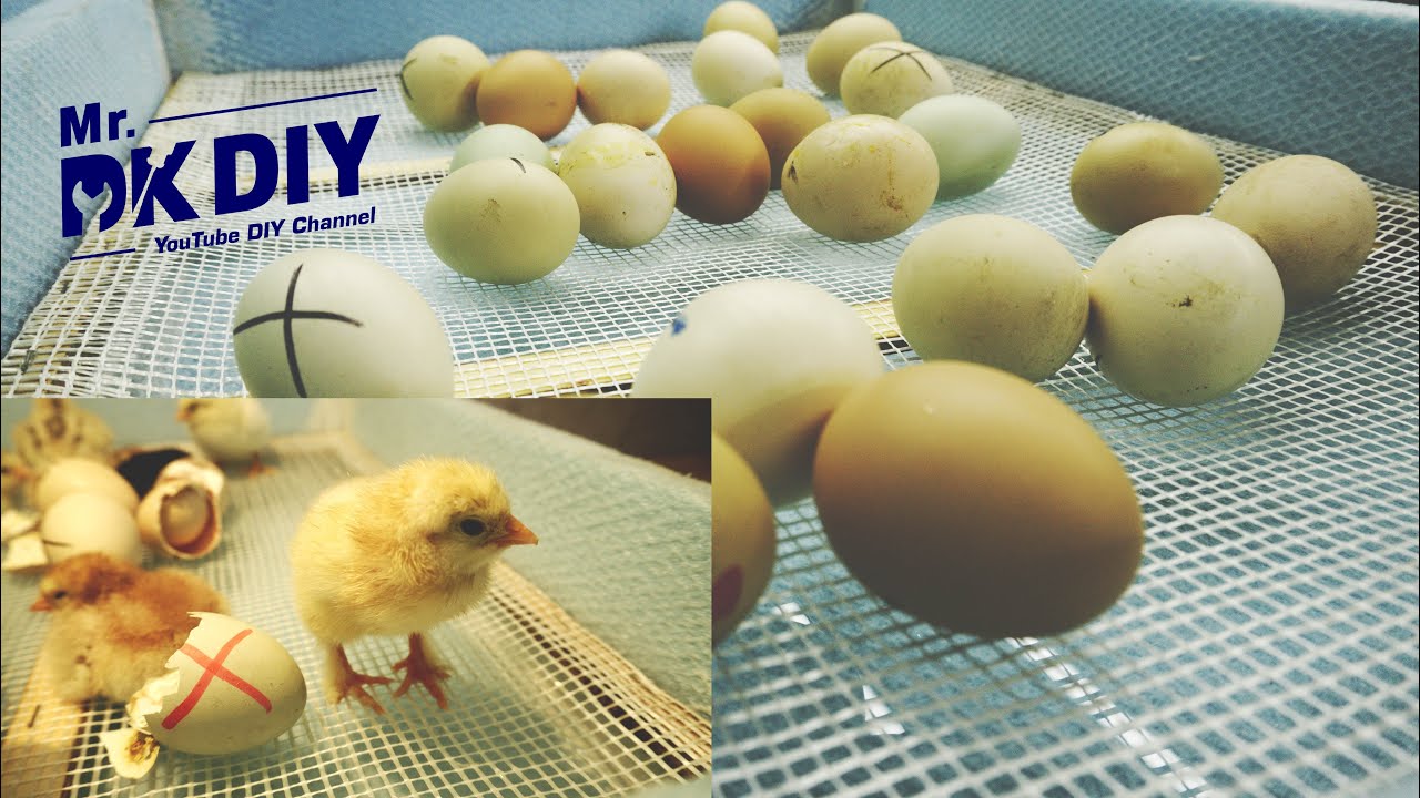 How To Make an Egg Incubator at Home / DIY Incubator eggs / Styrofoam