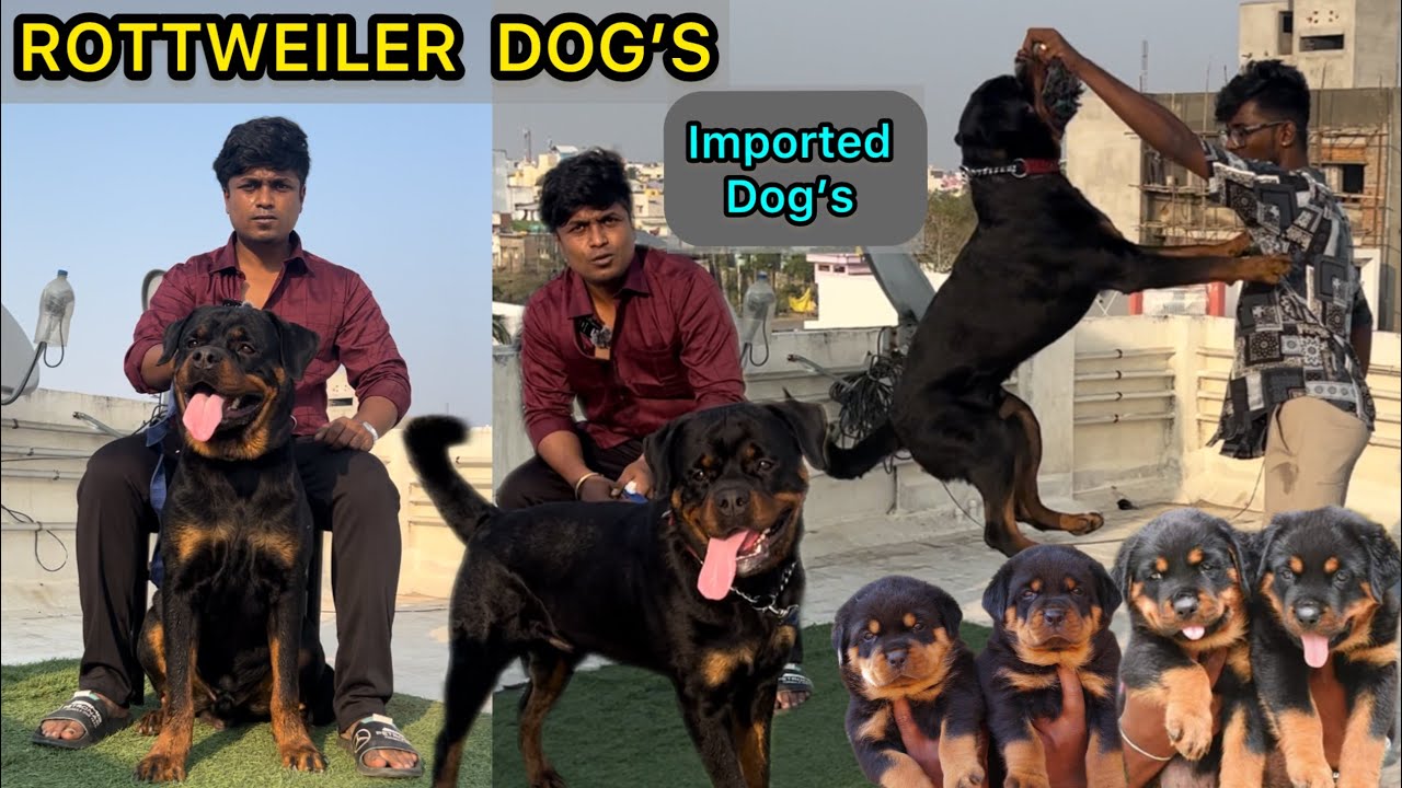 Rottweiler Dog 😱| Imported Linage Dogs | Adorable Rottweiler Training | dogs Tamil