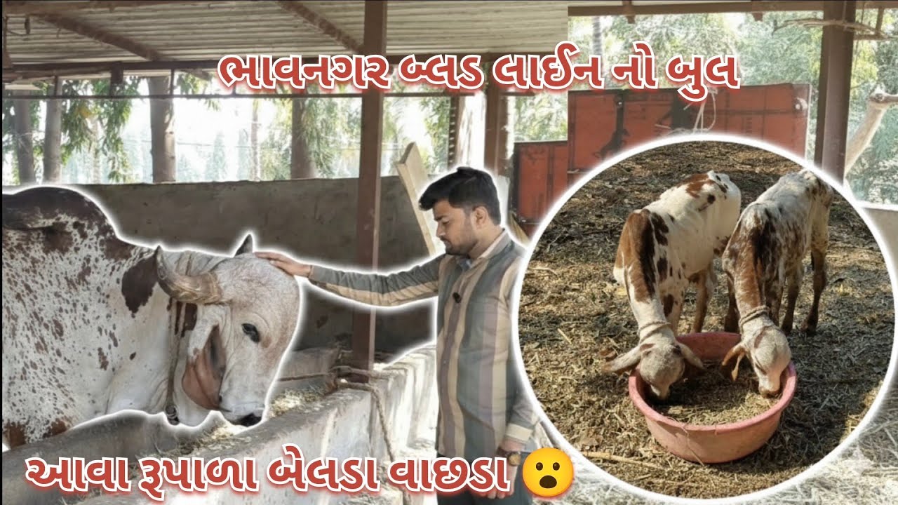 ભાવનગર બ્લડ લાઇન નો બુલ 😱 બેલડા વાછડા 🐂 | આવાં રૂપાળા બેલડા પહેલા નથી જોયા 👈