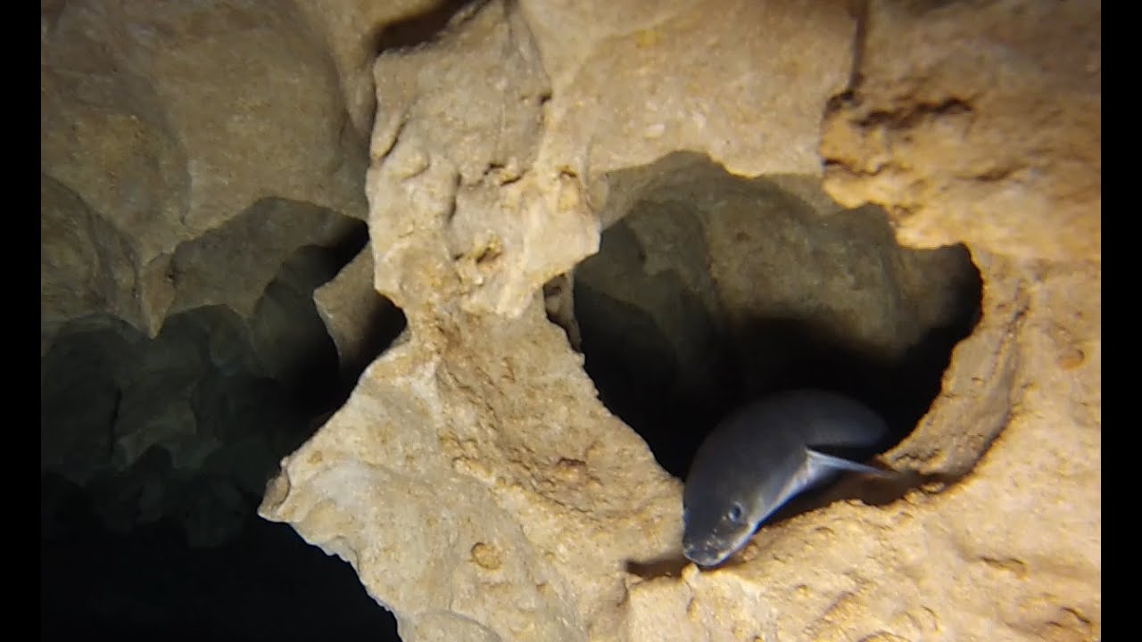 Scuba diving Morrison Springs caves highlight