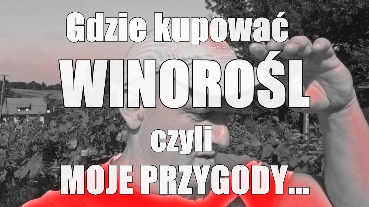Gdzie kupować WINOROŚL? | WINNICA #34 | Dom Pachnący Żywicą