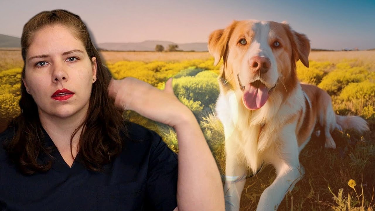 Heat Stroke - The Signs & What You Should Do To Prevent and Treat It | A Veterinarian Explains