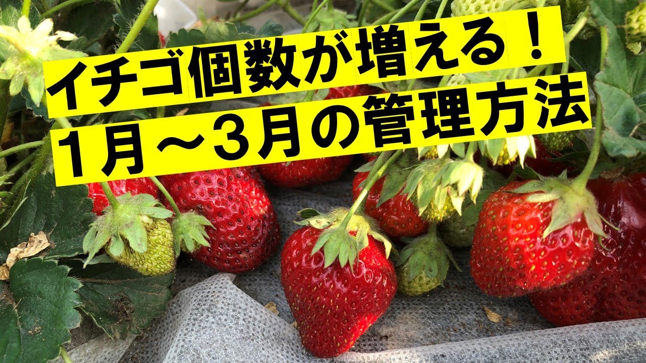 収獲期間が長くなる！花の数が増える！寒さ厳しい1月から始めてみてください。