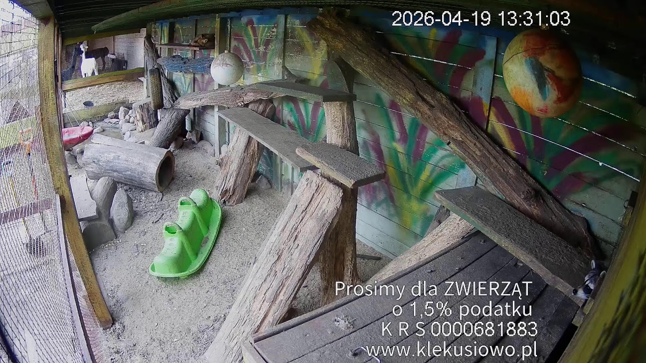 Szopy Pracz na żywo -Kamera 4