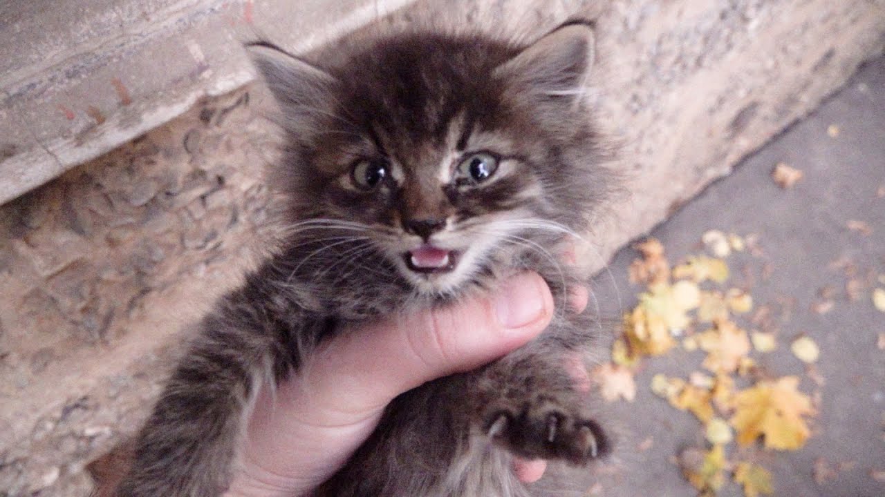 Lonely baby kitten drinks water for a long time