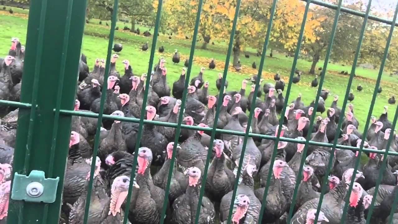 Kalkoenen tijdens opnames - FUNNY
