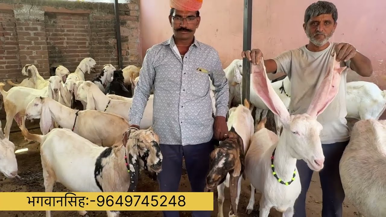 बकरी पालन/इनके पास है उम्दा नस्ल की बकरीयां…सम्पर्क करें:-9649745248#BakriPalan #GoatFarming