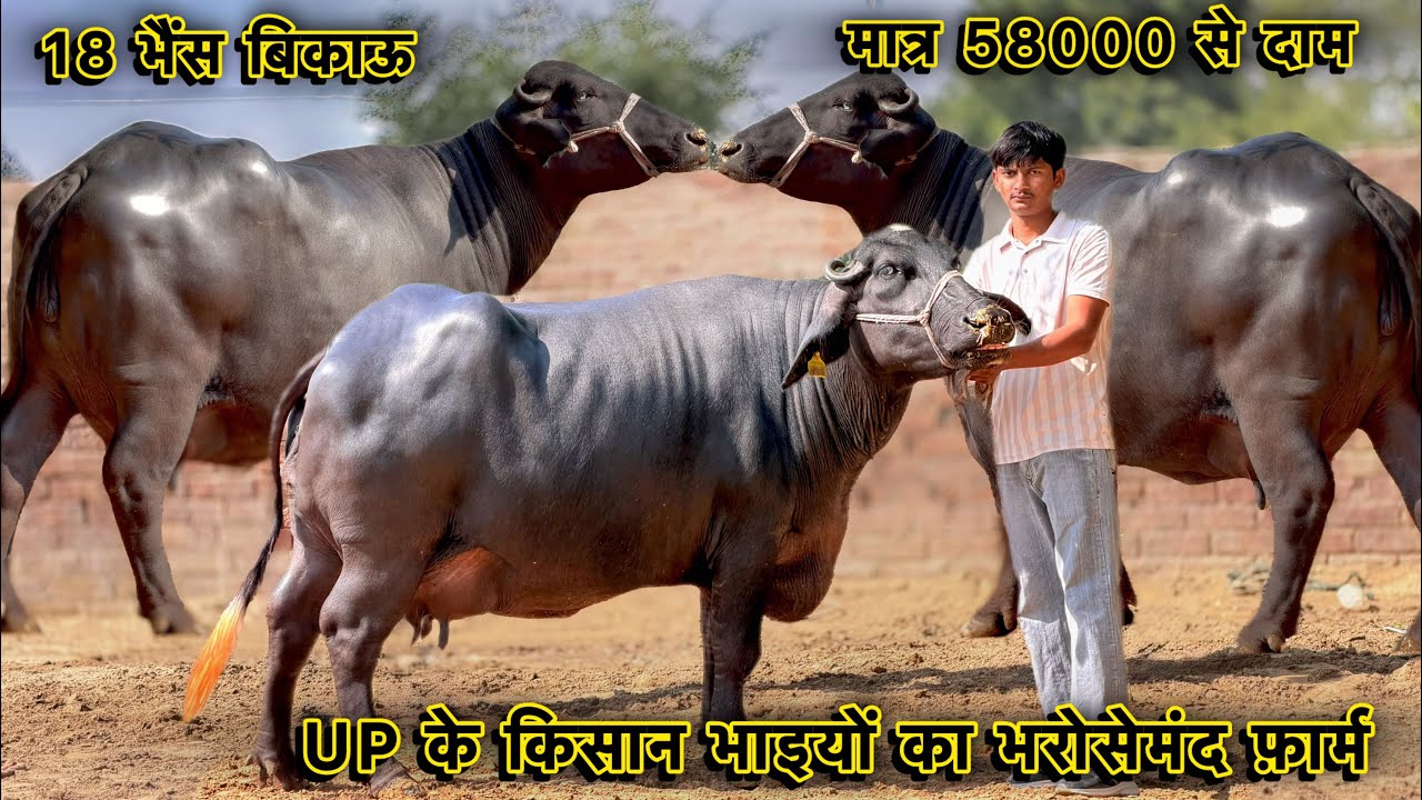 18-18 लीटर तक दूध,मात्र 58000 से दाम👍सबसे सस्ता फ़ार्म👌18 भैंस बिकाऊ👌Top Murrah Buffaloes for Sale 