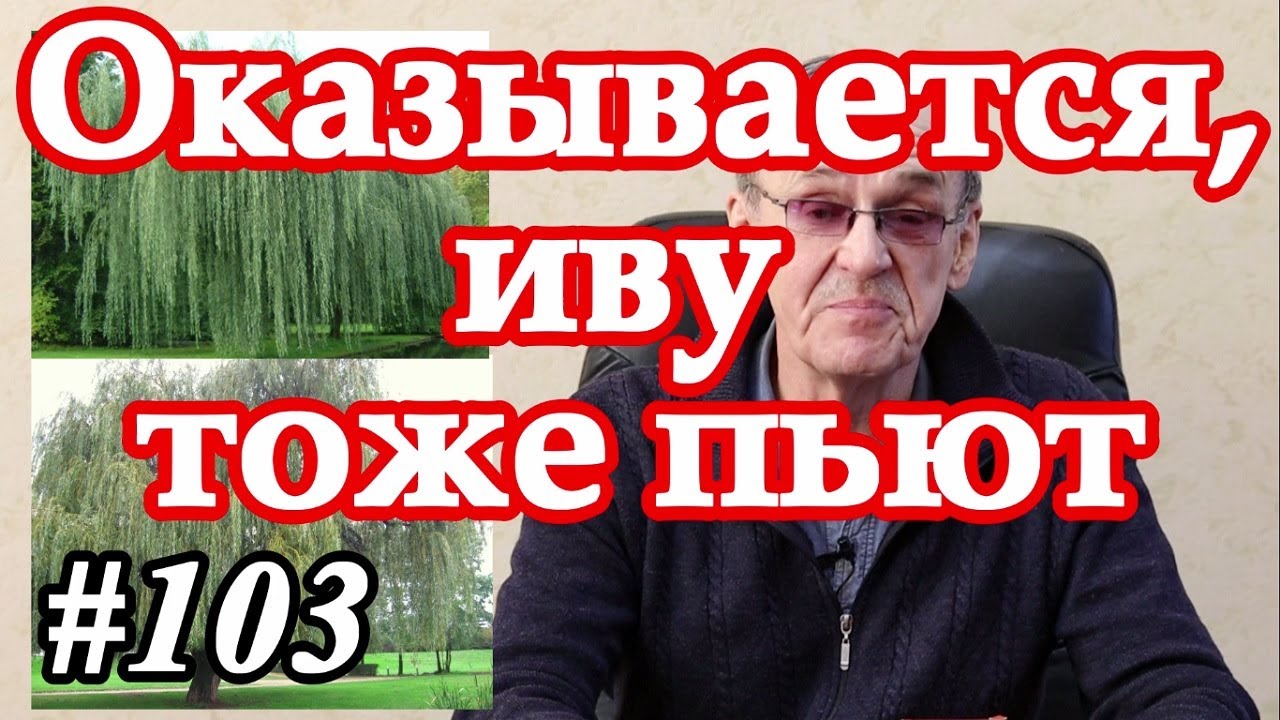 Фито-чай из коры белой ивы. От чего помогает