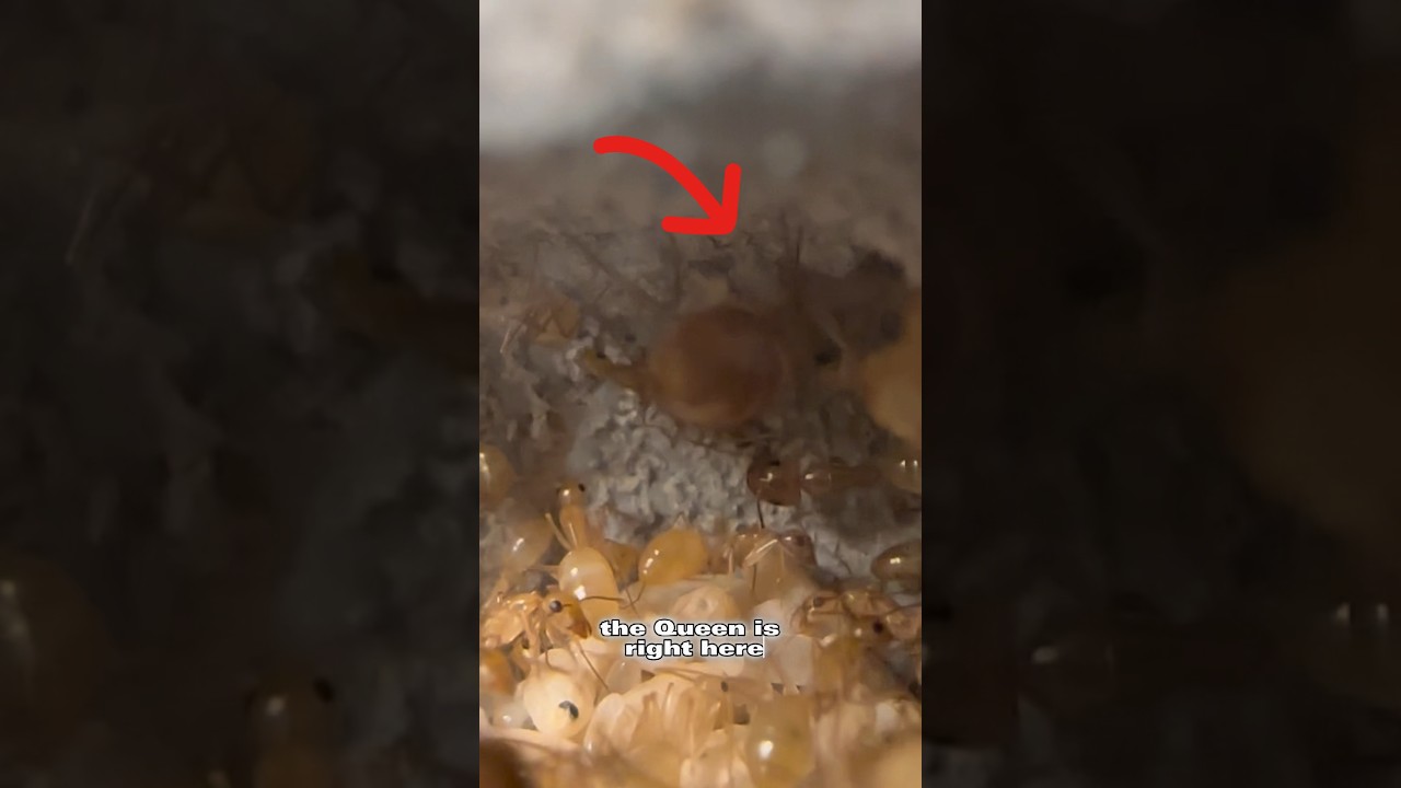 How I Feed My Pet Ants
