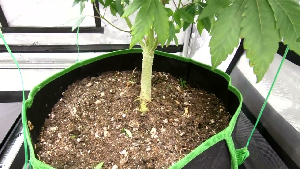 Growing with Dirt Man  E5. First Day of Flower Defoliation.