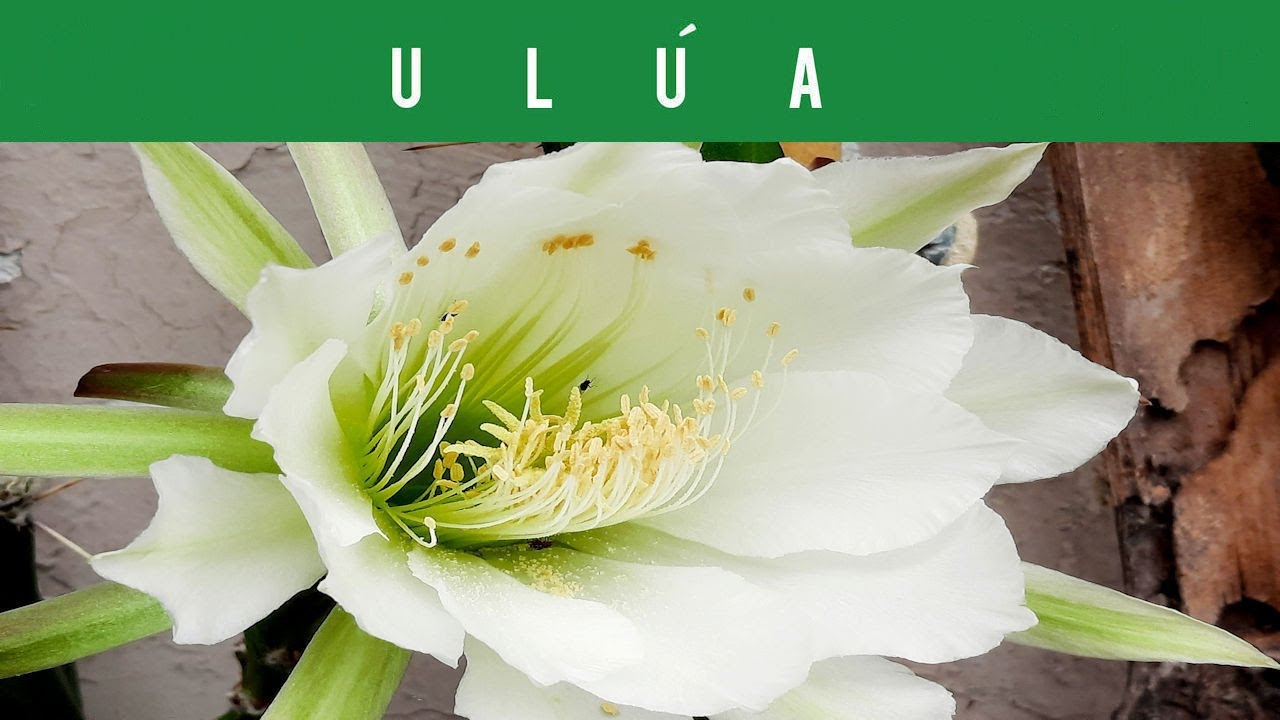 🔵ULÚA-CACTUS FRUTAL (PLANTAS COMESTIBLES) (HARRISIA POMANENSIS) (APPLE CACTUS) (FRUIT CACTUS)🌵🌺