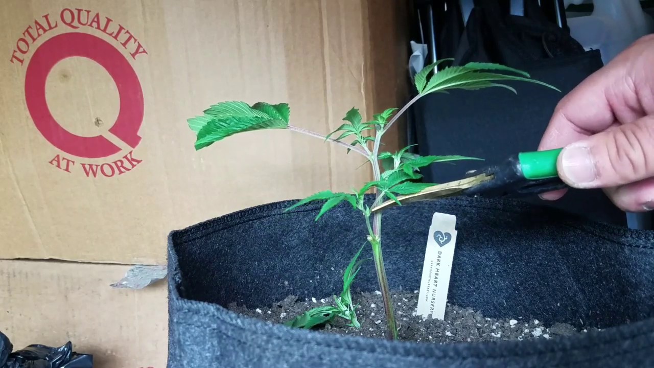 GG4 grow 2020. attempting to grow 10+ pound a plant video3. 1 week of veg.