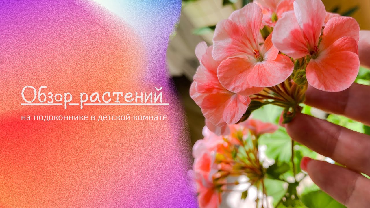 🌸🍀Обзор комнатных растений на подоконнике в детской🍀🌸