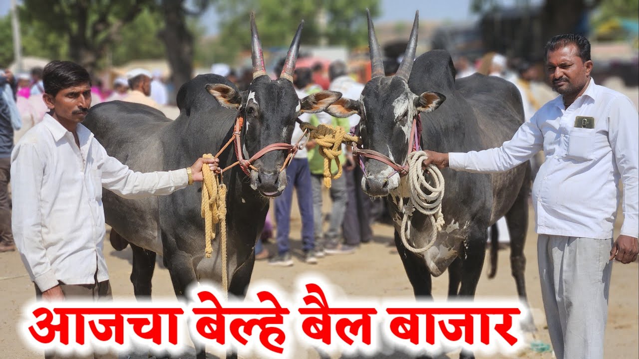 आजचा बेल्हे बैल बाजार,,दि-‌07/04/2025…Belhe Bail Bajar..Bail Bazar Belhe...#Belhe