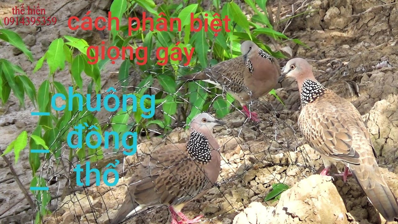 cách phân biệt giọng chim cu gáy chuẩn dể hiểu thế hiển chia sẻ kinh nghiệm thực tế |thành công100%