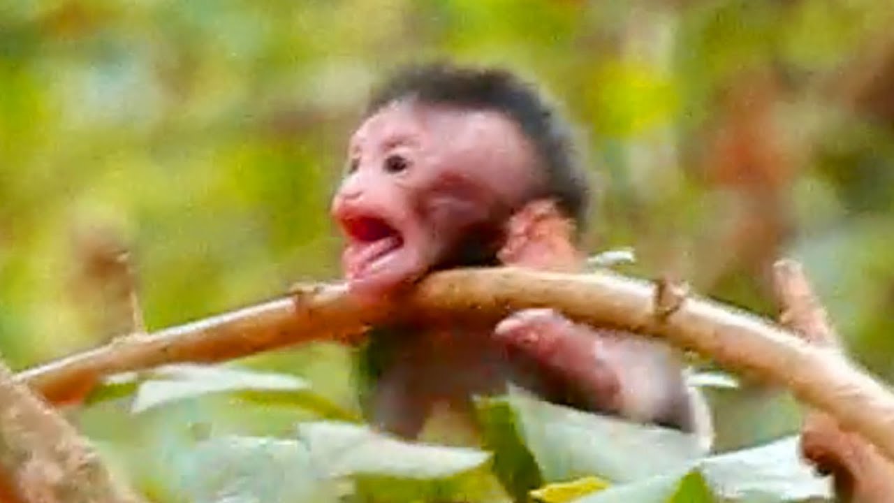 Million pity, Cruel mom Casi fight baby Calvin so hard, Poor life baby Calvin