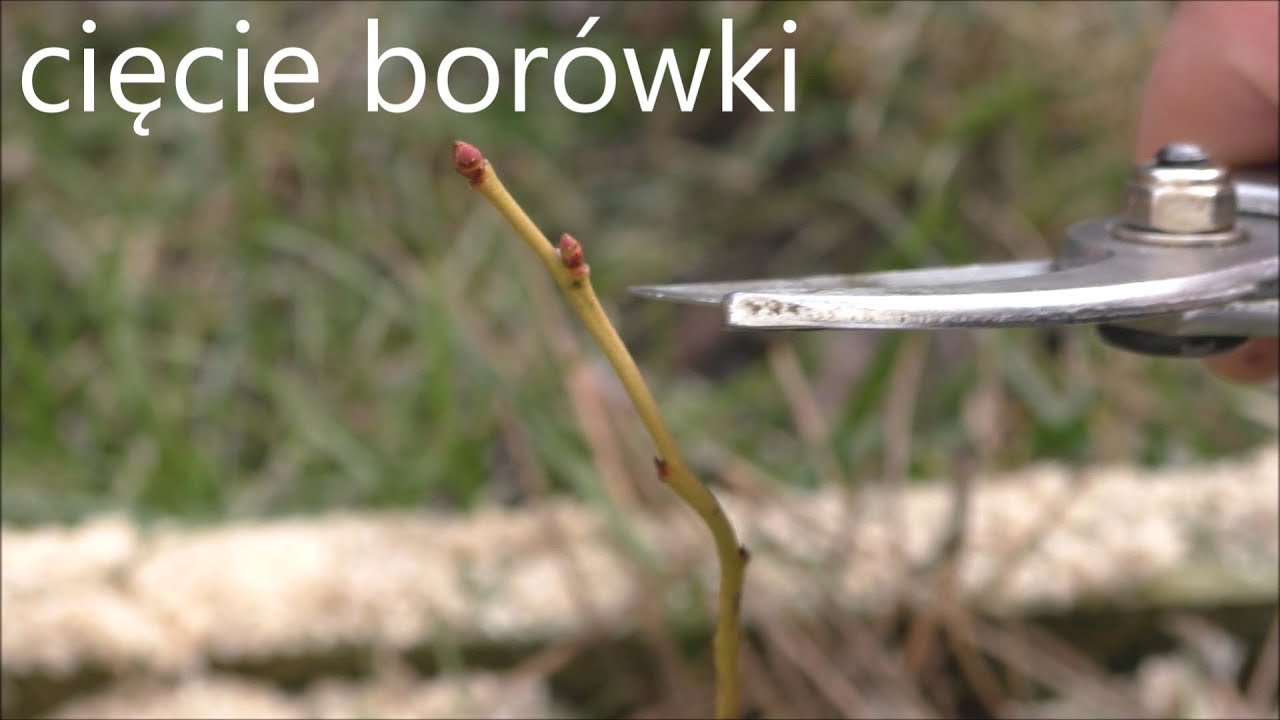 Ostre cięcie Borówki Amerykańskiej w pierwszym roku po posadzeniu